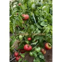 Купить семена Томат Гном Укус Змеи