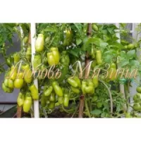 Купить семена Томат Веселый гном