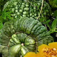 Купить семена Тыква Марина из Киоджа