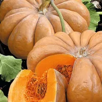 Купить семена тыкву Мускат Прованса