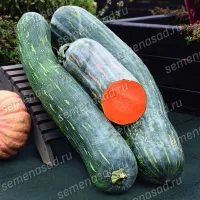 Купить семена тыкву Семейная