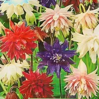 Купить Аквилегия Нора Барлоу