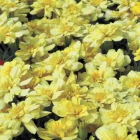 Купить Бархатцы Алюмия ванильно-кремовые