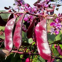 Купить Бобы Гиацинтовые Рубиновая луна