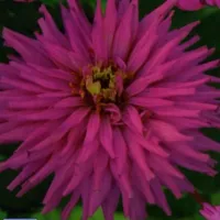 Купить Цинния Император