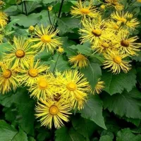 Купить семена Девясил Много сил