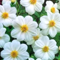 Купить Георгина Мигнон белая