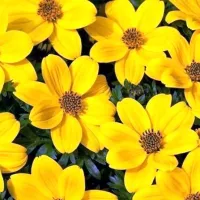 Купить Георгина Мигнон желтая