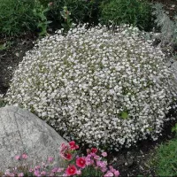 Купить семена Гипсофила метельчатая Ажурное серебро белая многолетняя