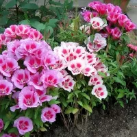 Купить Годеция балконная смесь