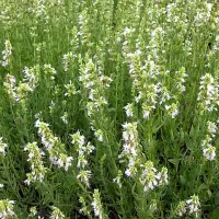 Купить Иссоп лекарственный белый в ландшафтном дизайне