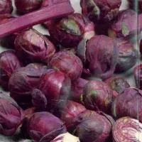 Купить капусту брюссельскую Гранатовый браслет