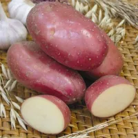Купить семена Картофель Краса