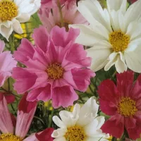 Купить семена Космос Морские ракушки