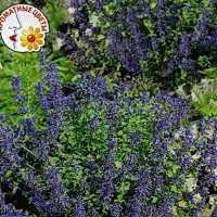 Купить Котовник Кошечка