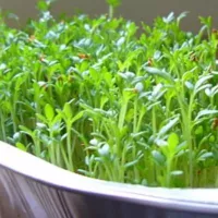 Купить семена Кресс-салат Весенний