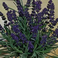 Купить Лаванда декоративная Услада
