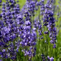 Купить Лаванда узколистная Аромат Прованса