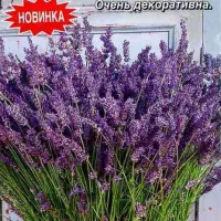 Купить Лаванда Сиреневый туман