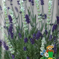 Купить Лаванда Тристан и Изольда