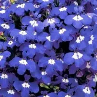 Купить семена Лобелия Синий каскад