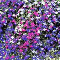 Купить Лобелия ампельная Каскад