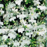 Купить семена Лобелия Белый каскад