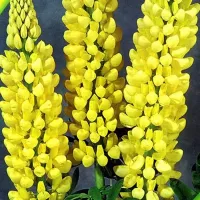 Купить семена Люпин Желтое пламя