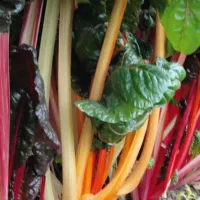 Купить Мангольд Доктор, смесь