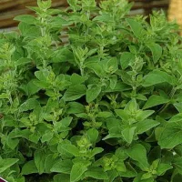 Купить Майоран Байкал