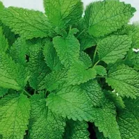 Купить Мелисса  Мандариновый аромат