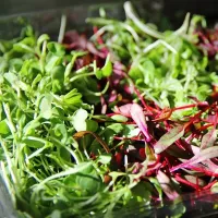 Купить Микрозелень Горчица Сарептская