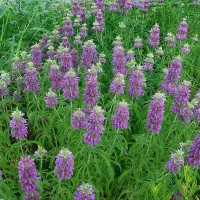 Купить Монарда Лимонный аромат