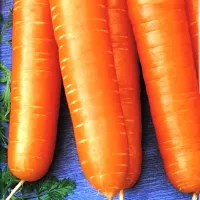 Купить семена Морковь Детская сладость на ленте