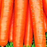 Купить Морковь Детская сладость в пакетах