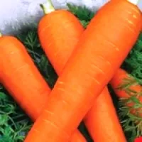 Купить семена Морковь красный великан на ленте