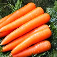 Купить семена Морковь Красный великан в пакетах