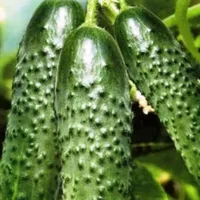 Купить огурец Паратунка