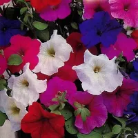 Купить Петуния Ампельная, смесь окрасок