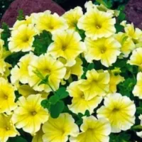 Купить Петуния  Изи Вейв Еллоу F1 ампельная