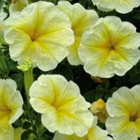 Купить Петуния Лимончелло F1, крупноцветковая