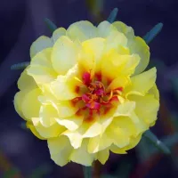 Купить Портулак махровый Солнечная страна золотой