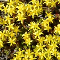 Купить Очиток Желтый