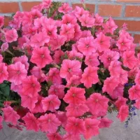 Купить Сурфиния Салмон Шейдз Вельвет