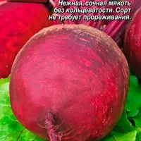 Купить Свекла Бордо