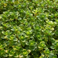 Купить Тимьян (чабрец) Лимонный