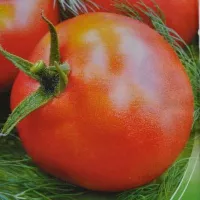 Купить Томат Настенька