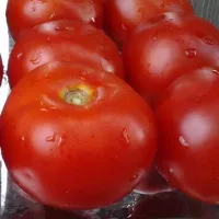 Купить семена Томат Палка