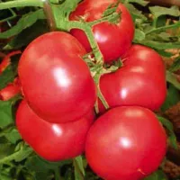 Купить семена томат Пинк Парадайз