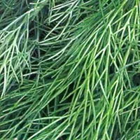 Купить семена Укроп Русский размер